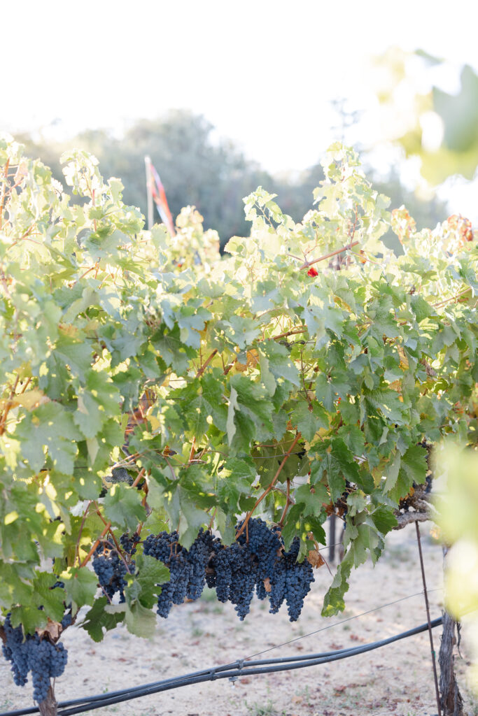 Close-up of grapevines at Estate Yountville in Napa Valley, highlighting the vineyard landscape surrounding the wedding venue.