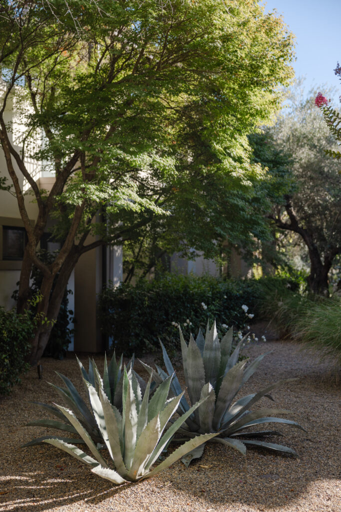 Desert-inspired garden path at Estate Yountville with agave plants, mature trees, and natural Napa Valley greenery.
