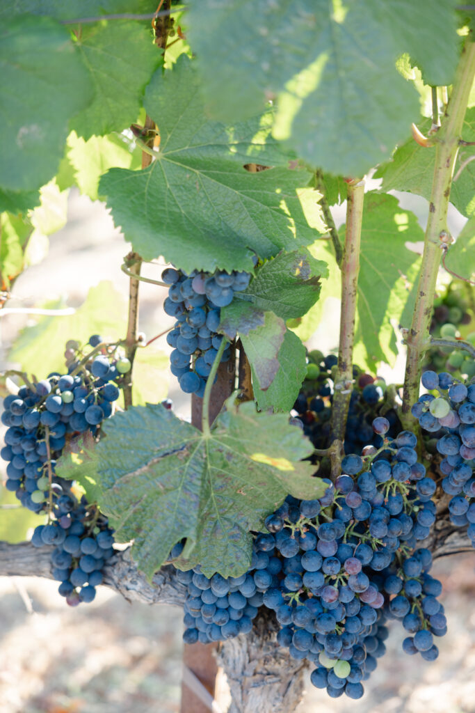 Close-up of ripe wine grapes growing on the vineyard vines at Estate Yountville in Napa Valley