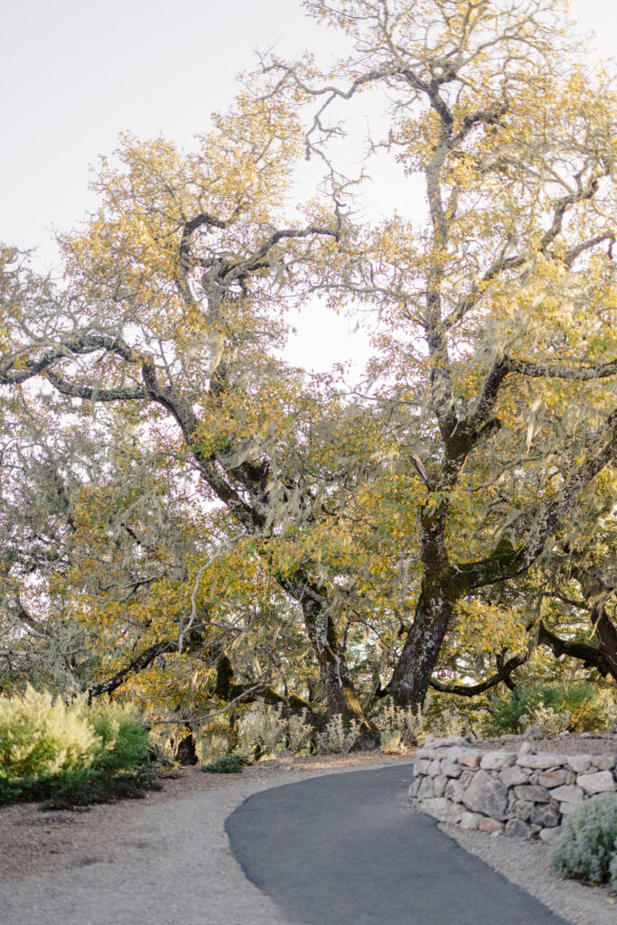 Winding pathway lined with oak trees at Montage Healdsburg wedding venue
