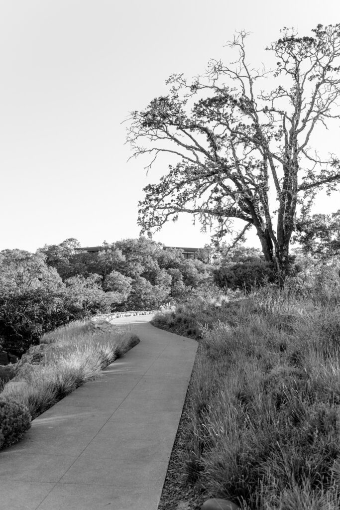 Black and white photo of scenic walking path through oak trees at Montage Healdsburg