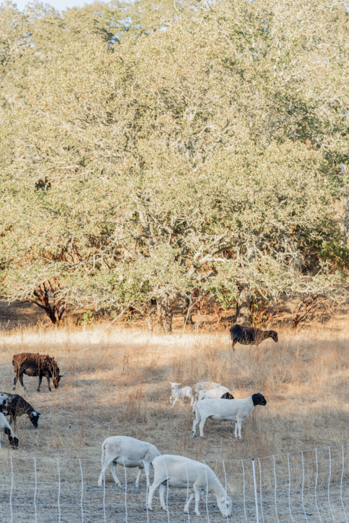 Sheep grazing on open hillside near Montage Healdsburg in wine country