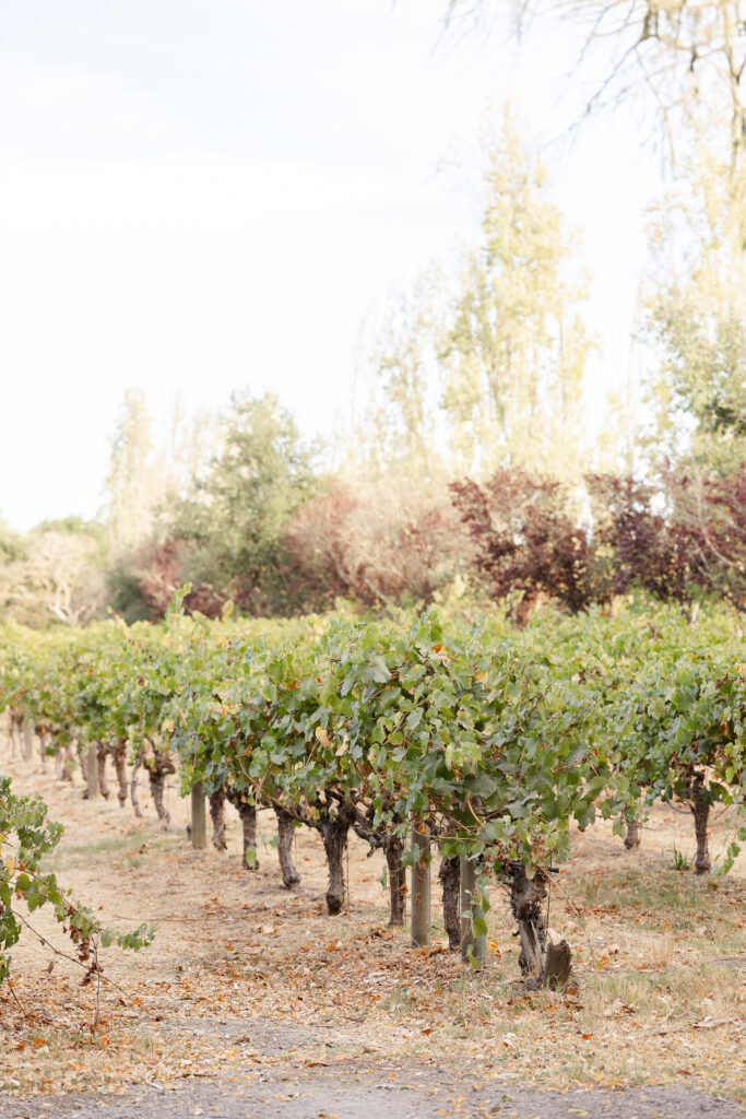 A bride and groom walk hand in hand along a tree lined path at Carneros Resort with the Napa Valley mountains visible in the distance, photographed by Napa wedding photographer Suzanne Karp